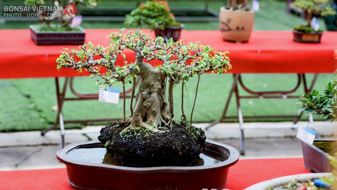 BONSAI VIETNAM   Part 143