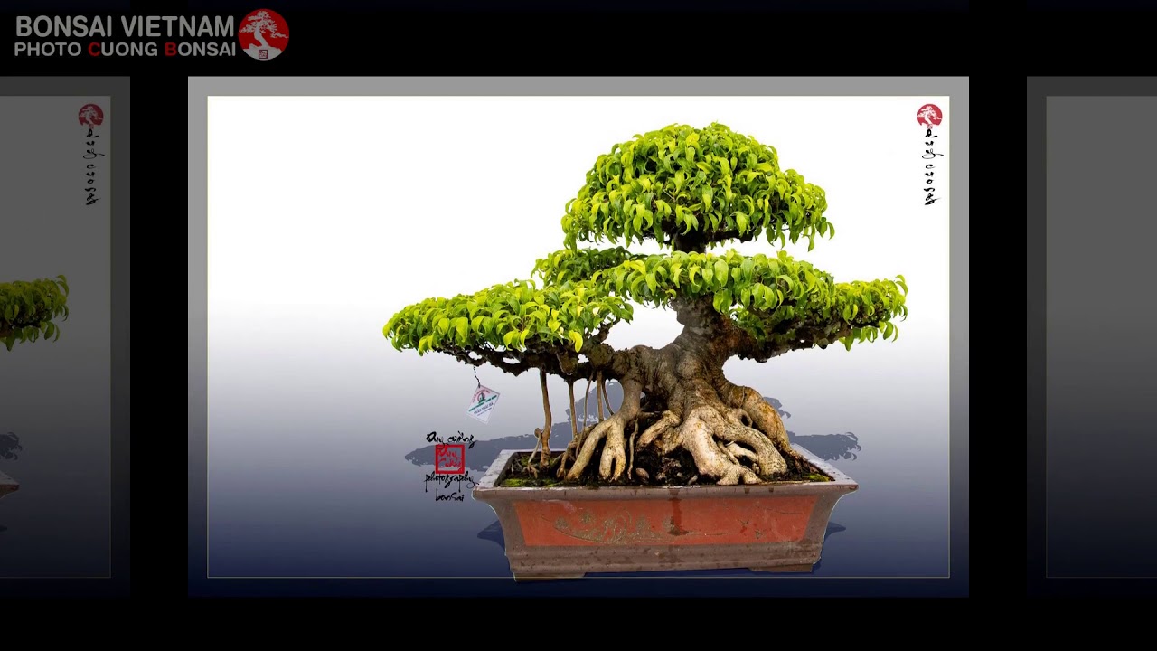 BONSAI VIETNAM   Part 148