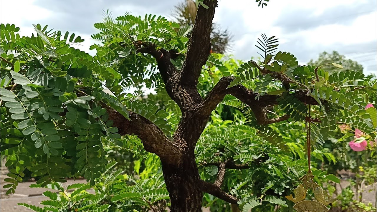 #BonSai#CayCanh#CayKieng#HonNonBo VƯỜN CÂY CẢNH NHÀ ANH TRAI.