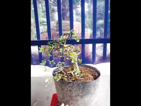 Bonsai (89) kim quýt miền tây nghệ thuật 700k 0795499088