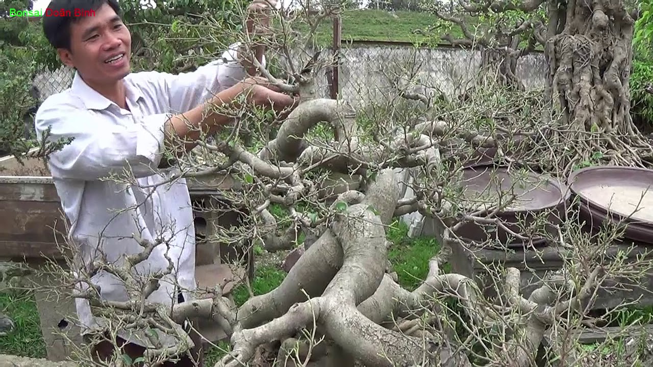 Bonsai Doãn Bình - SỐ 507 : Khai Xuân Cách Làm Của Nghệ Nhân { Nông Dân } Với Sanh Bonsai Dáng BAY