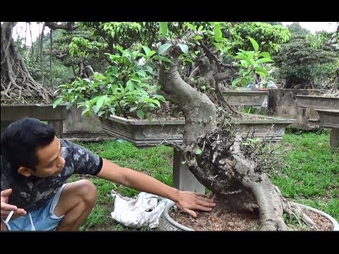 Bonsai Doãn Bình - SỐ 512 :  Tuyệt Tác Của Một Cây Bonsai SUNG Cụ Gía 10 Triệu Mời Anh Em Tham Khảo