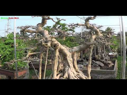 Bonsai Doãn Bình - SỐ 515 : Môt Số Tác Phẩm Bonsai Mới Nhà Vườn Anh Chung , Anh Em Nhận Xét