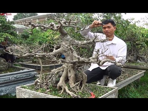 Bonsai Doãn Bình - SỐ 516 : Giới Thiệu Kỹ Thuật Làm Bonsai Của Nghệ Nhân "Nông Dân"