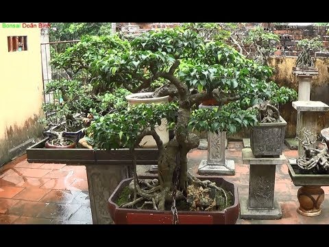 Bonsai Doãn Bình - SỐ 533 : Các Bạn Xem Và Kết Tác Phẩm Nào Trong Video /Giao Lưu B Trụ 0983863829