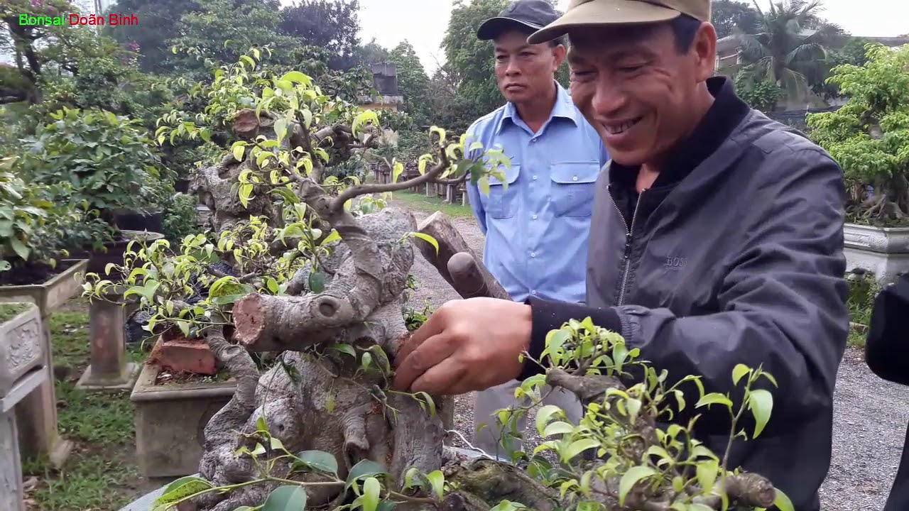 Bonsai Doãn Bình - SỐ 541 : Theo Qúy Vị Ai Là Người Có Tâm Và Quyết Đoán Trong Định Hình Bonsai  ???