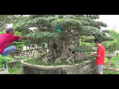 Bonsai Doãn Bình - SỐ 557 : Mời AE Chiêm Ngưỡng Gía Trị Nghệ Thuật Trong Tác Phẩm Bonsai Tiền Tỷ