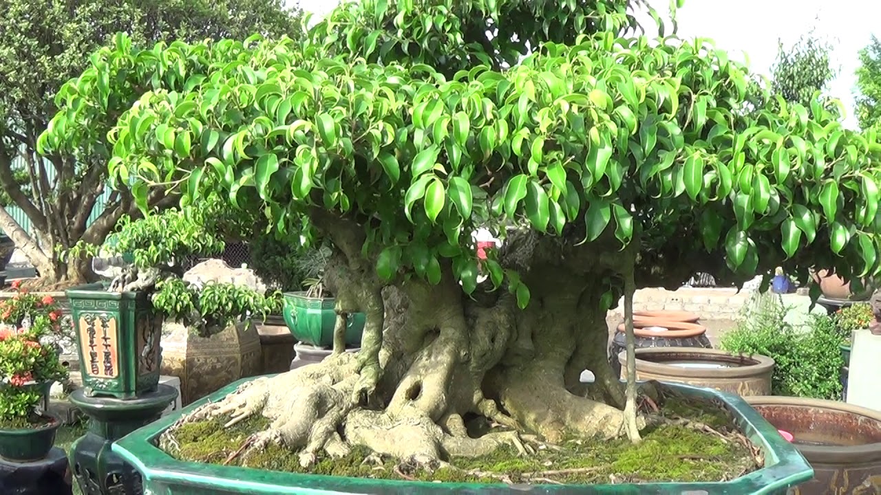 Bonsai Doãn Bình - SỐ 589 :Anh Em Chiêm Ngưỡng Một Số Cây Bonsai Nam Điền Đẳng Cấp