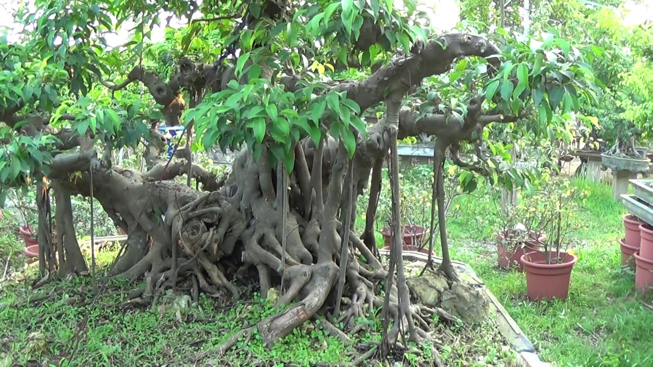 Bonsai Doãn Bình - SỐ 619 :  Gía 250 Triệu Cho Phôi Sanh AE Cho ý Kiến Và Một Bình Luận