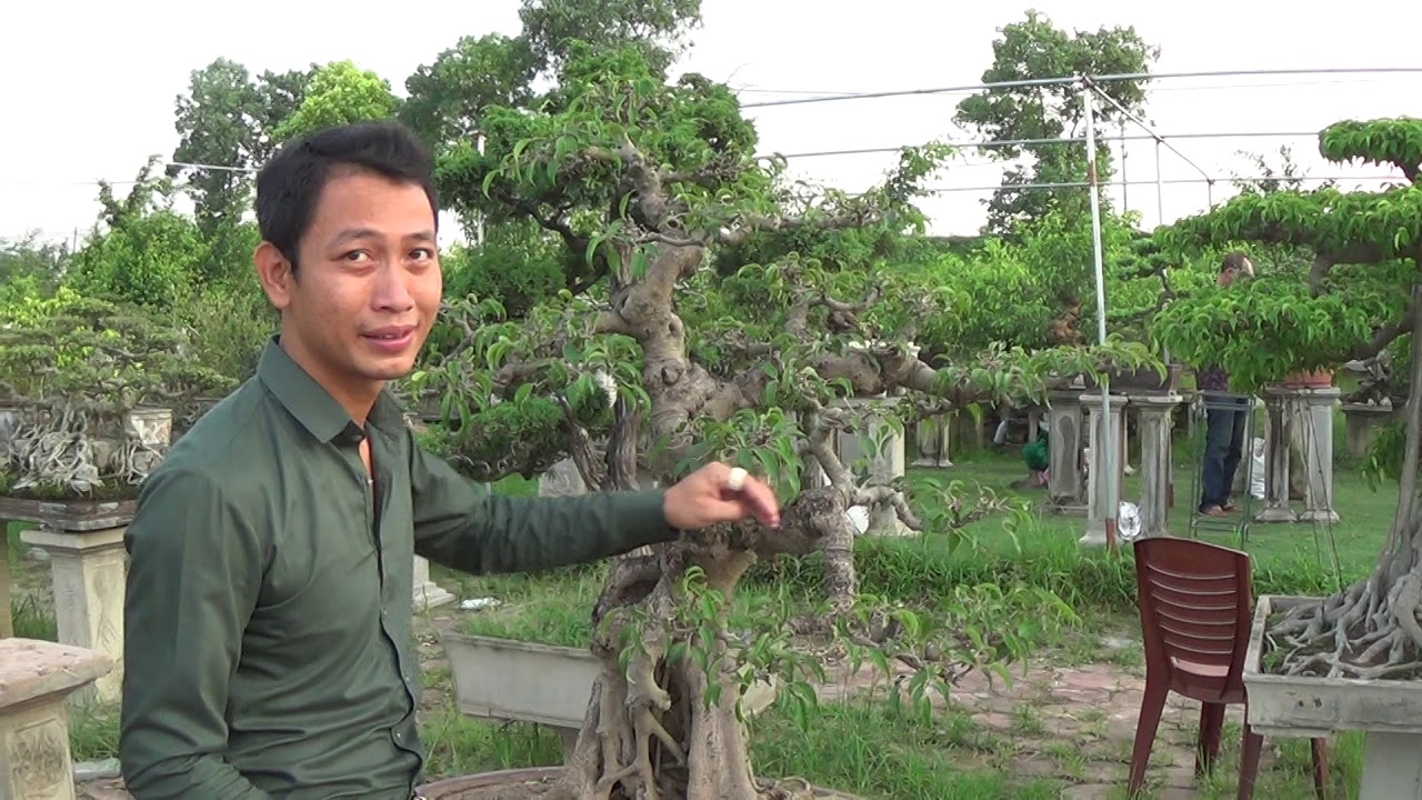 Bonsai Doãn Bình - SỐ 620 : Một Tuyệt Tác Sanh Quê Không Tìm Đâu Có ,Gía Không Tưởng 120 Triệu