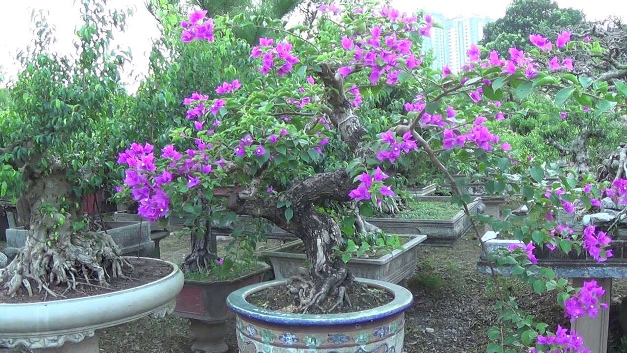 Bonsai Doãn Bình - SỐ 631 :Tác Phẩm Hoa giấy Có Một Không Hai Của Bác Khoa AE Có Nhu Cầu Liên Hệ