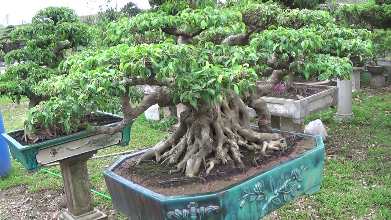 Bonsai Doãn Bình - SỐ 634 : Chia Sẻ AE Một Số Mẫu Bonsai Trên DIễn Đàn Kỹ Thuật Làm Sinh Vật Cảnh