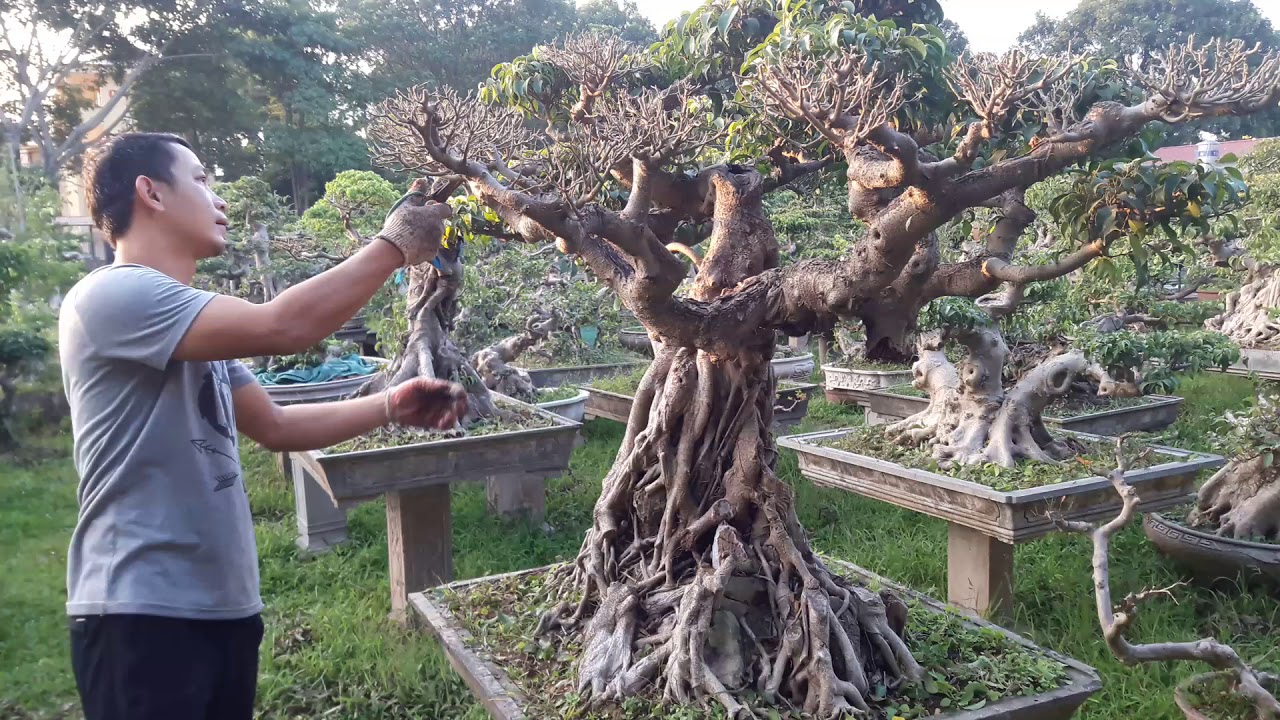 Bonsai Doãn Bình - SỐ 643 : Kỹ Thuật Cắt Tỉa Tạo Tác Cho Bonsai Việt Nam ,Báo Gía Cho AE Chơi Tết