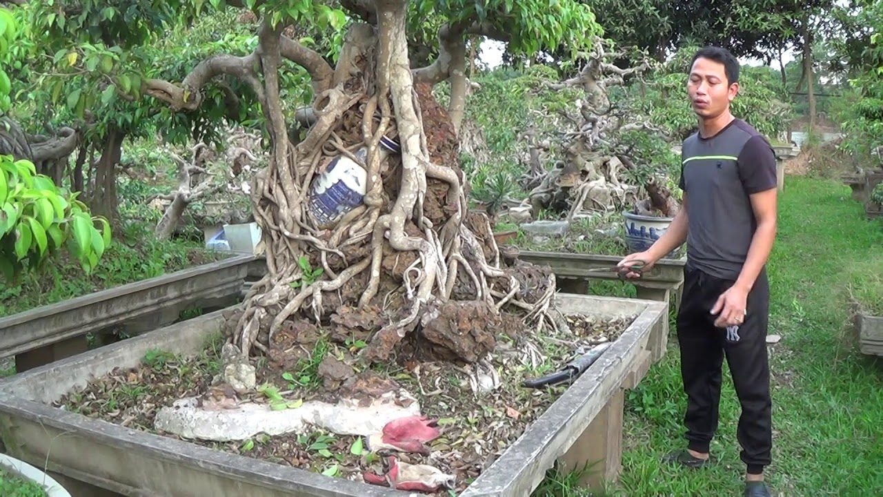 Bonsai Doãn Bình - SỐ 646 ; Đồng Gía 9 Triệu Cho Hai Tác Phẩm AE Mua Chơi Tết 0904235363