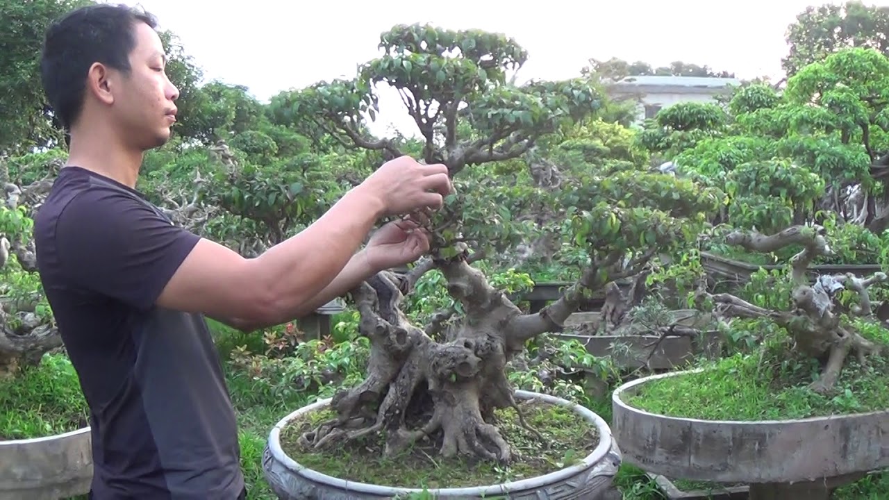 Bonsai Doãn Bình - SỐ 649: Kỹ Thuật Thu Ngắn Tay Cành Sanh Nam Điền Hai Thân / Báo Gía Hợp Lý Mời AE