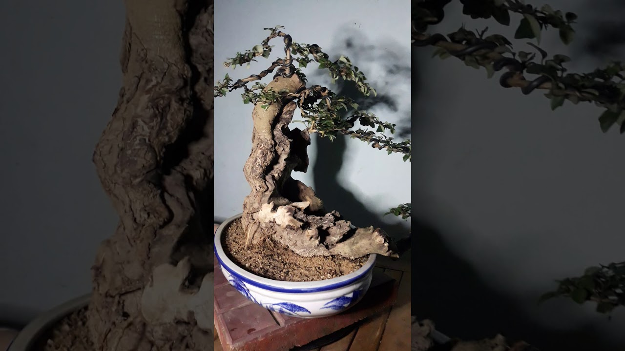 #Bonsai Găng lũa tự nhiên, rất nghệ thuật, chỉ hơn 1 triệu