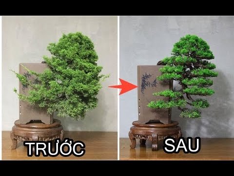 Bonsai TRƯỚC và SAU khi có bàn tay con người tác động (Phần 1)