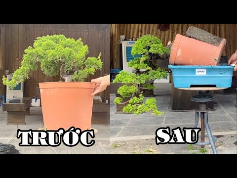 Bonsai TRƯỚC và SAU