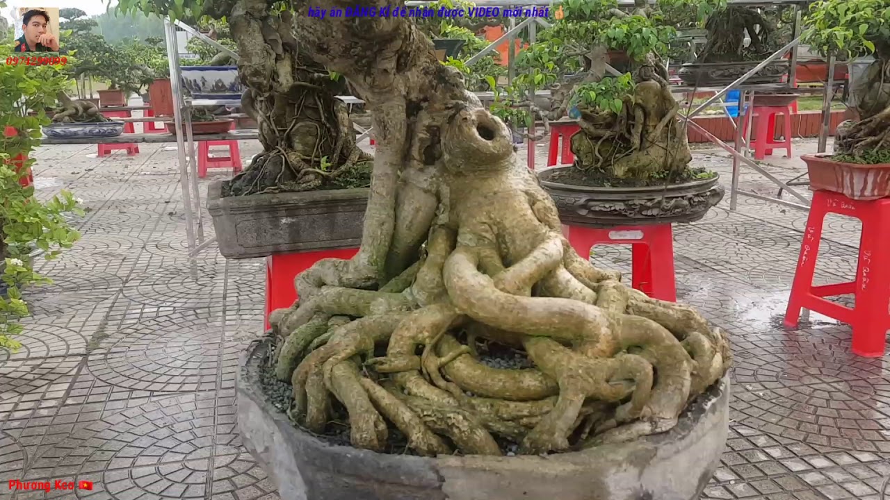 Bonsai, cây cảnh hàng thương mại tại triển lãm Thanh Hóa 2019