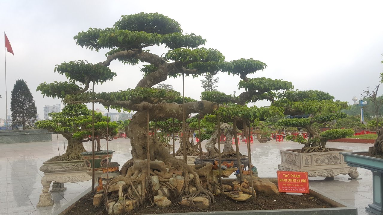 Bonsai, cây cảnh nghệ thuật triển lãm 990 năm DANH XƯNG THANH HÓA năm 2019