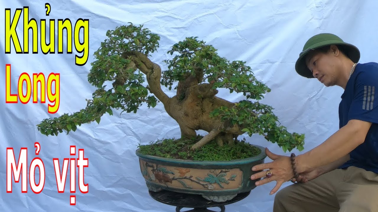 ✅Bonsai hình khủng long mỏ vịt siêu đẹp xuất hiện✔️BShp(23-A Đại 0967828345)