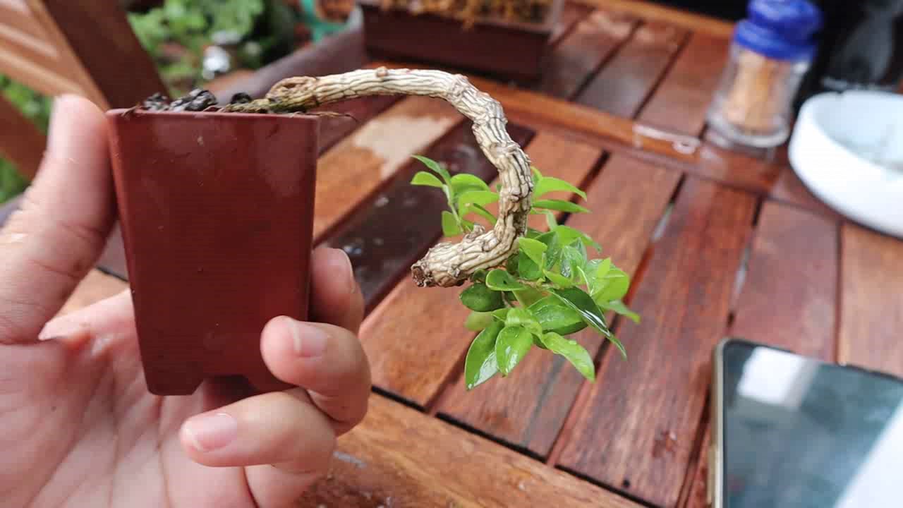 Bonsai hồng ngọc mai (157) alo 0964744119