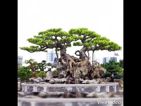 Bonsai ký đá đầy nghệ thuật(sưu tầm)