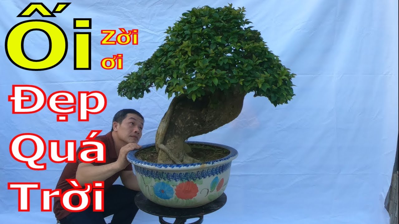 ✅Bonsai mịn và đẹp quá các bác ạ-bonsai giá hợp lí✔️BShp(22-A Đại 0967828345)