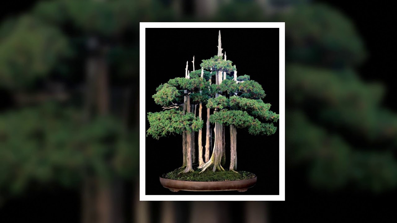 Bonsai | nghệ thuật cây cảnh 13