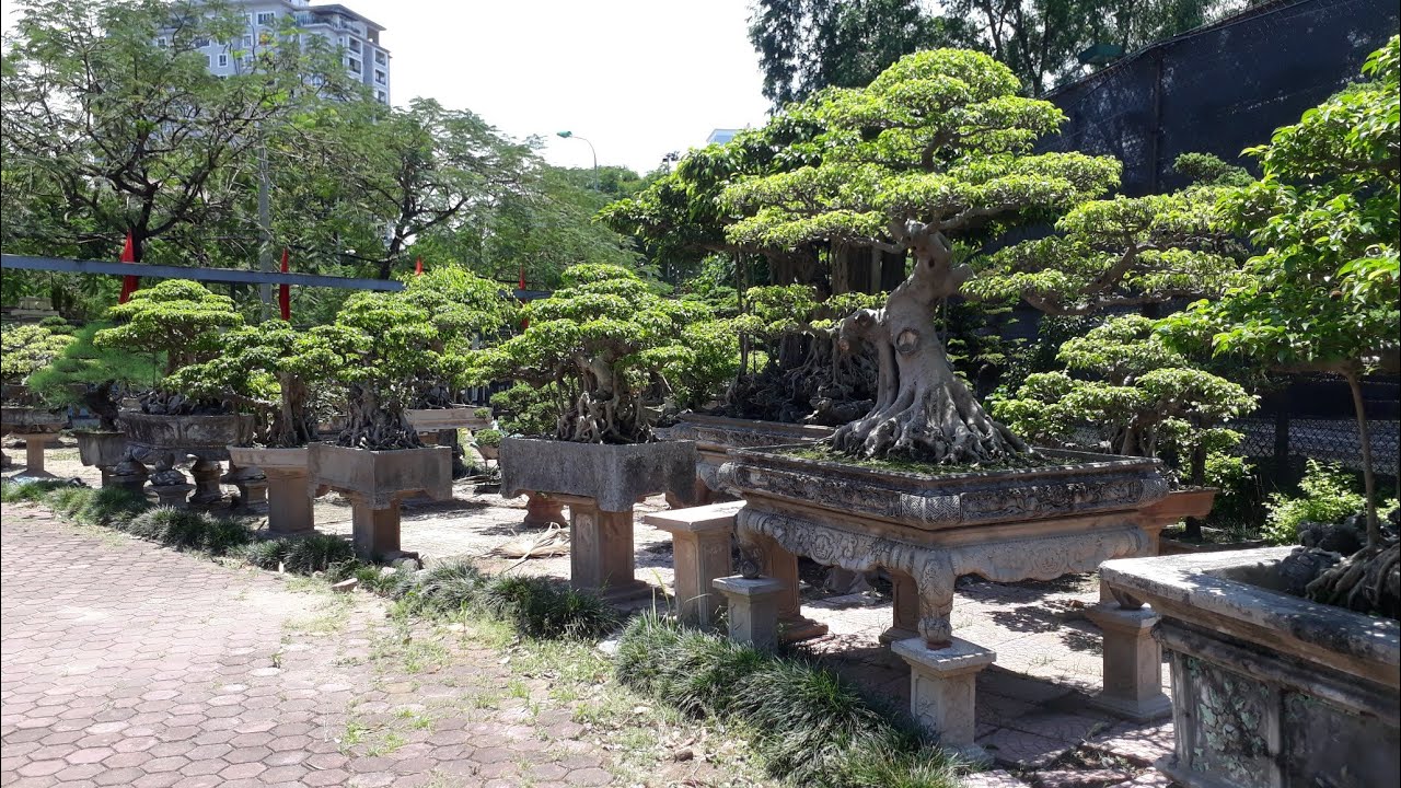 Bonsai phong thủy đẹp mắt tại Nhà vườn Hải Thịnh Tây Hồ