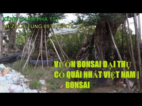 Bonsai đại thụ | cây me 200 năm tuổi