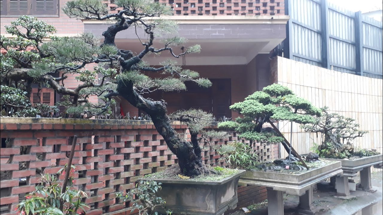 Bonsai đẹp tại khu đất vàng Hà Nội biệt thự Tây Hồ