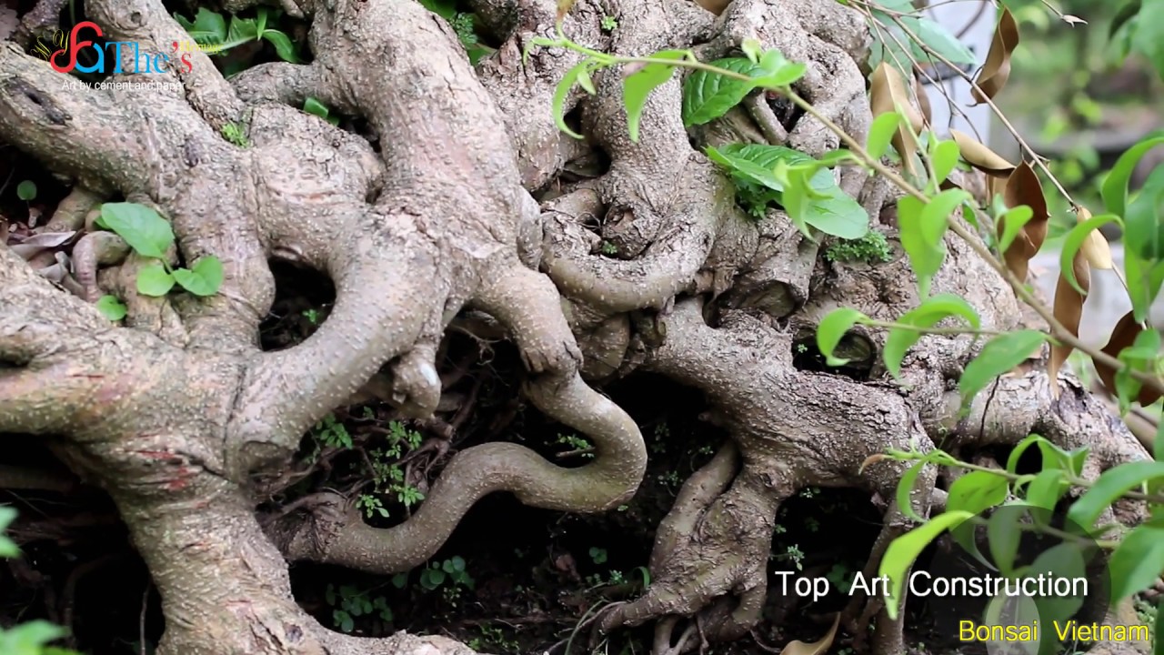 Bonsai ǁ Chiêm Ngưỡng Cây Cảnh nhà Mr Rật tại An Khê - Quỳnh Phụ - Thái Bình (P7)