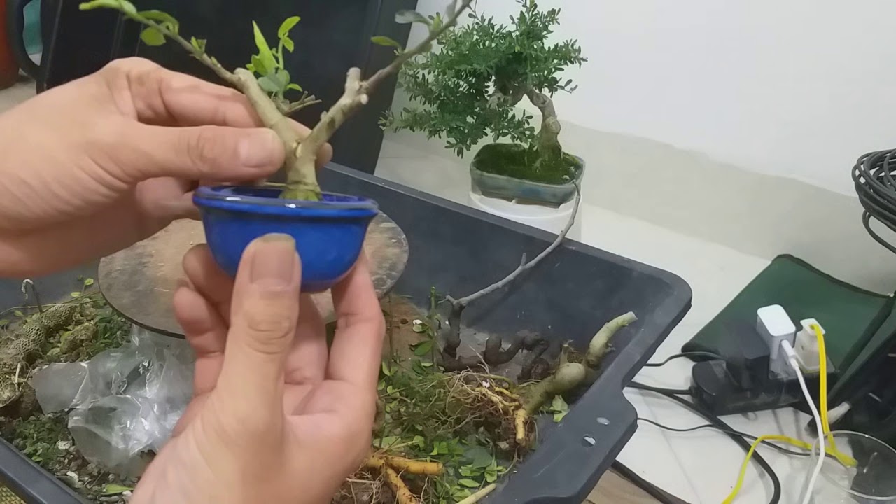 Bonsaimini :Trồng và chăm #bonsai trong chậu nhỏ,siêu mini khó hay dễ