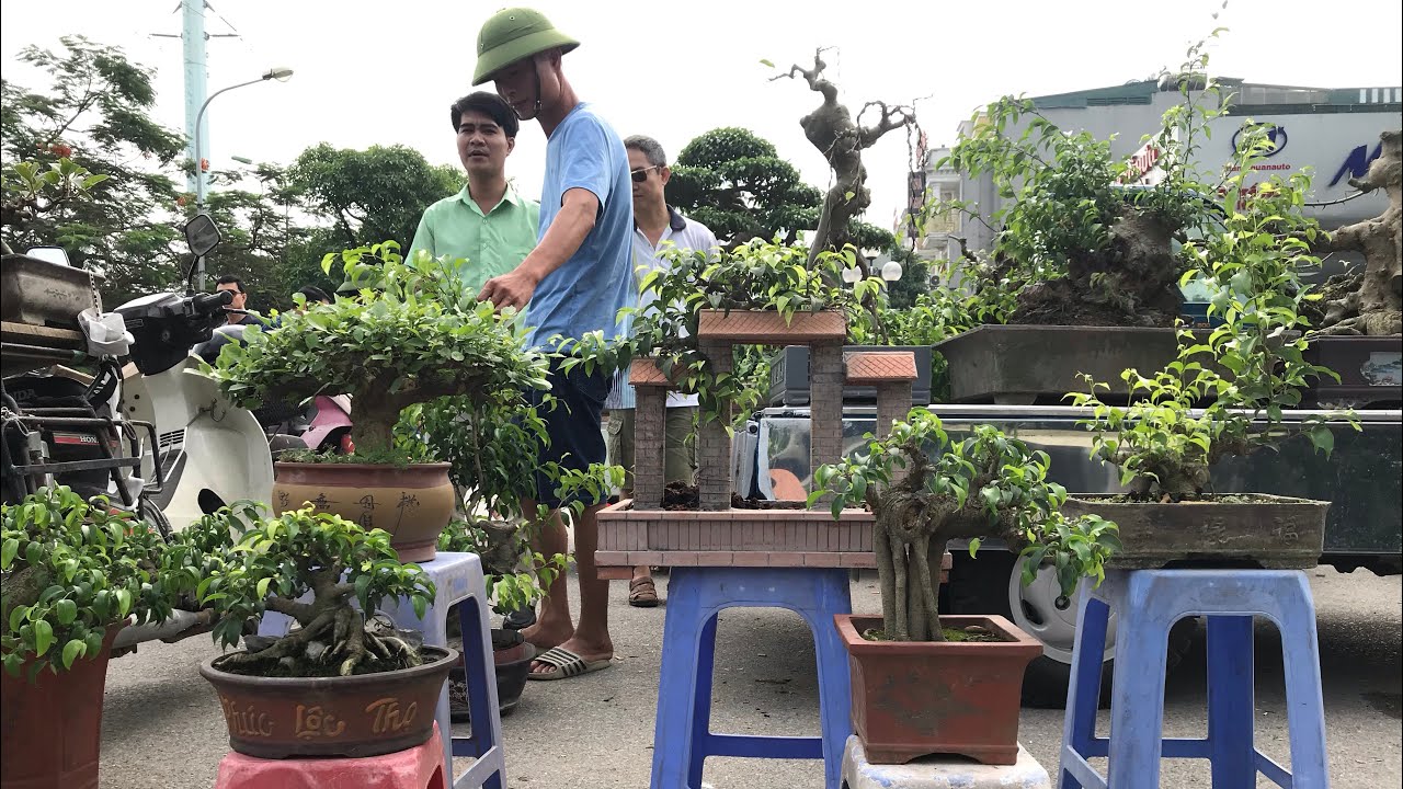 BÁO GIÁ CÂY CỦA ANH DŨNG HOÀNG - CÓ CÂY BONSAI ĐẶC BIỆT, NUÔI TƯỚI BẰNG CƠM VÀ PHỞ, VỀ CHỈ VIỆC CHƠI