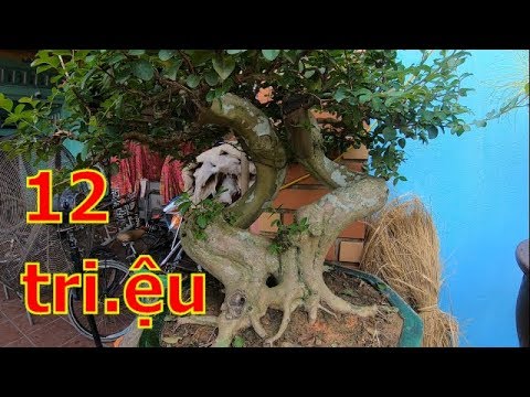 Báo giá 12 triệu cây bonsai nghệ thuật và những cây khác-BShp