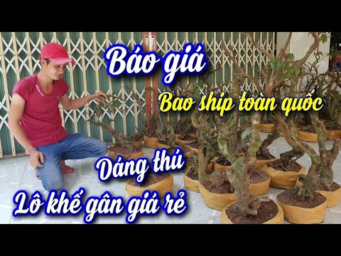 Báo giá Khế Gân giá rẻ ở Đồng Tháp 14/5/2020 - LH 0787872793 Vui