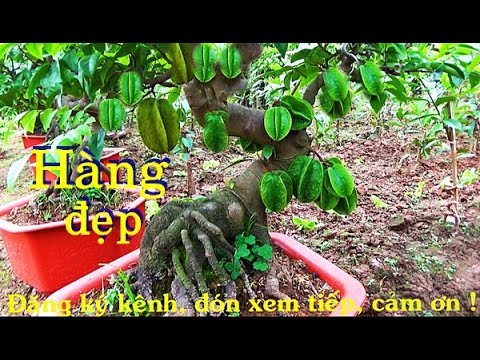 Báo giá bonsai khế,sung hàng đẹp/ Quotes bonsai star fruit, beautiful.