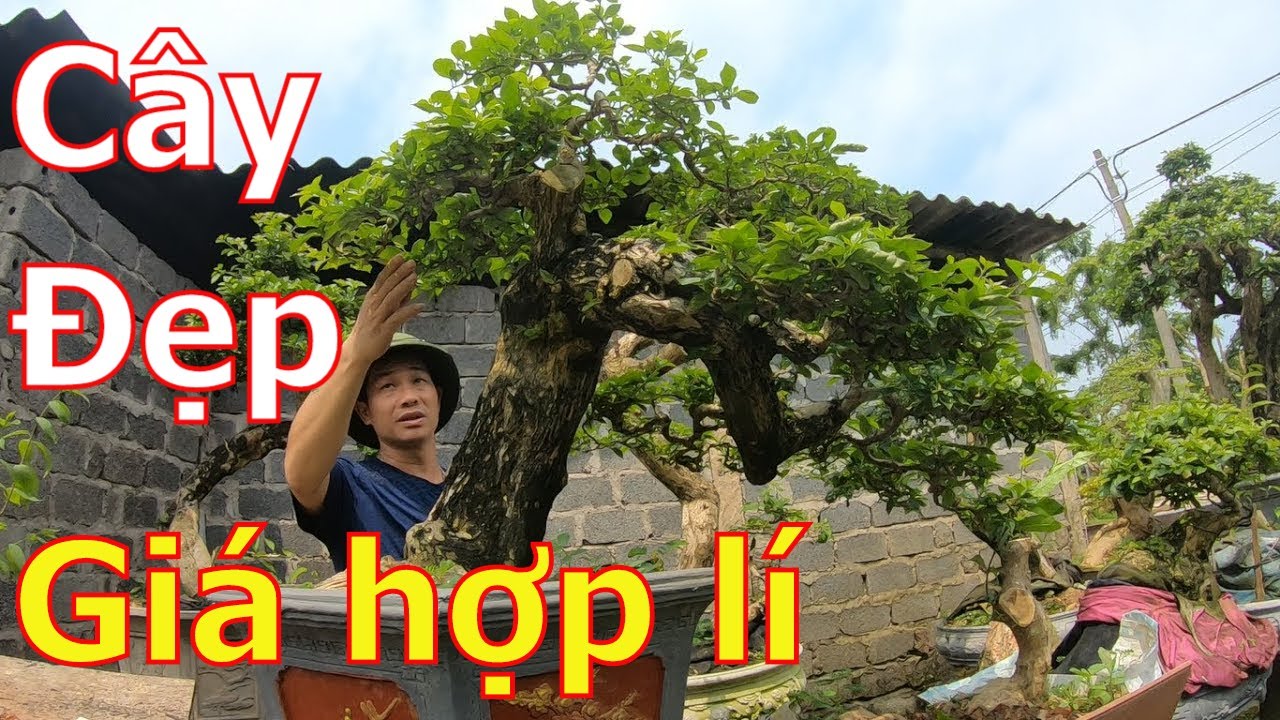 ✅Báo giá hợp lí nhiều cây bonsai cây cảnh nghệ thuật✔️BShp(26-A Đại 0967828345)