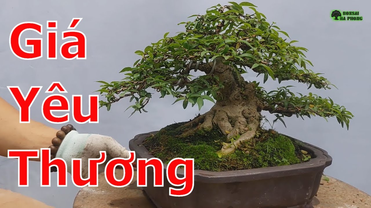 Báo giá lô bonsai cod đẹp tới ae yêu cây cảnh bonsai-BShp(A Đại 0967828345)