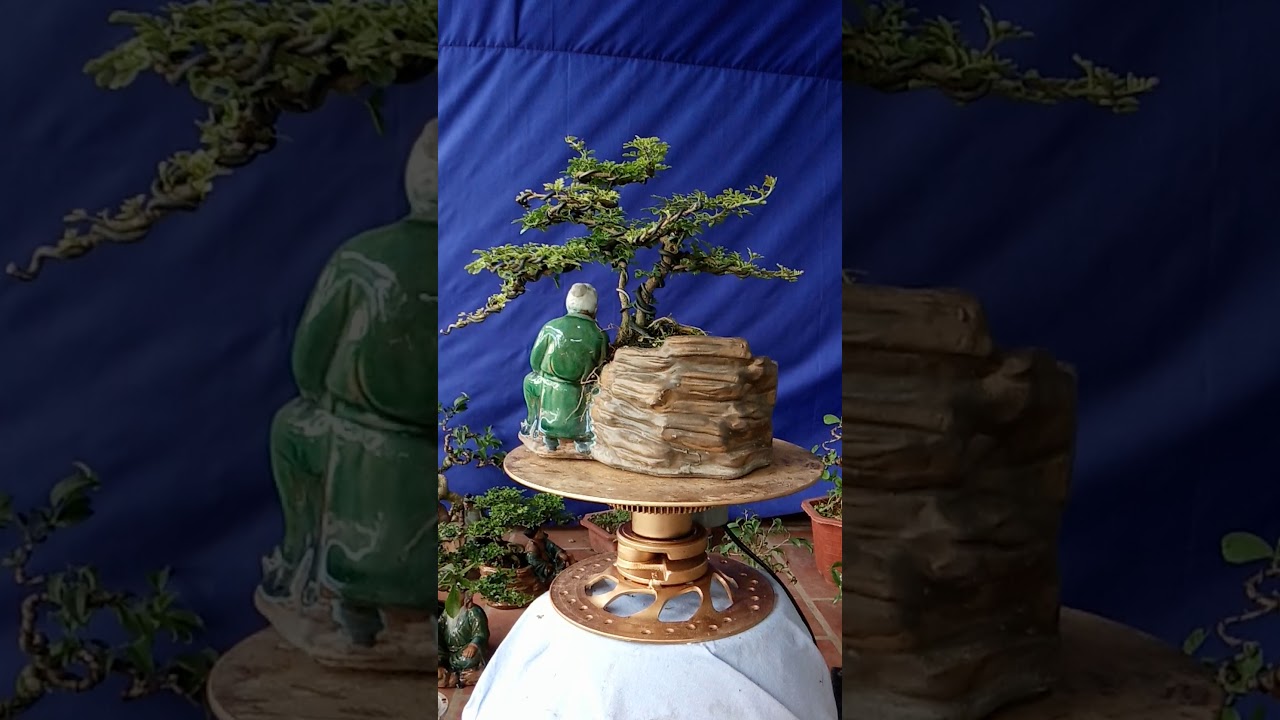 Báo giá những tp bonsai mini nghệ thuật- đa chủng loại