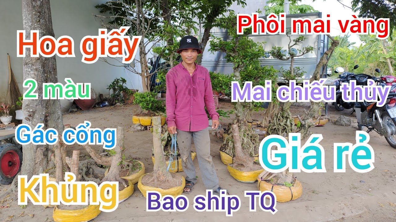 Báo giá phôi mai vàng, hoa giấy gác cổng 2 màu khủng, mai chiếu thủy giá rẻ 11/5 ? Tèo 0772876767