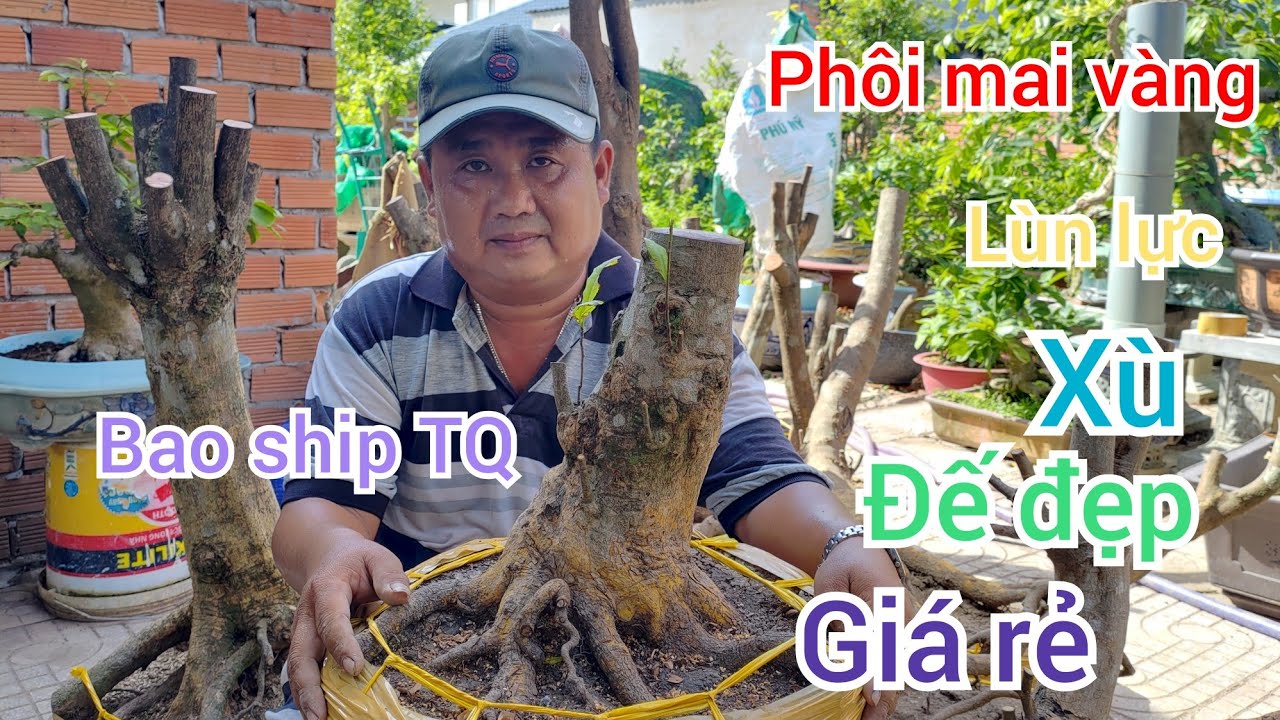 Báo giá phôi mai vàng đế đẹp giá rẻ ngày 10/5 ? Chuyển 0918873538