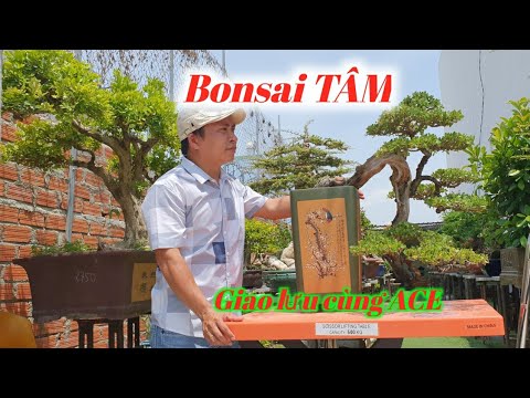 Bông Trang Đỏ ,Hoa Giấy Mỹ,Khế Gân,Linh Sam,Vú Sữa Những Cây Bonsai Đẹp Giao Lưu( Tâm 0988 617 030 )