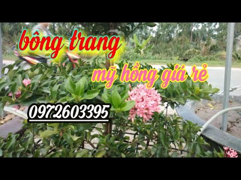 Bông trang mỹ hồng giá rẻ (0972603395) Mê bonsai