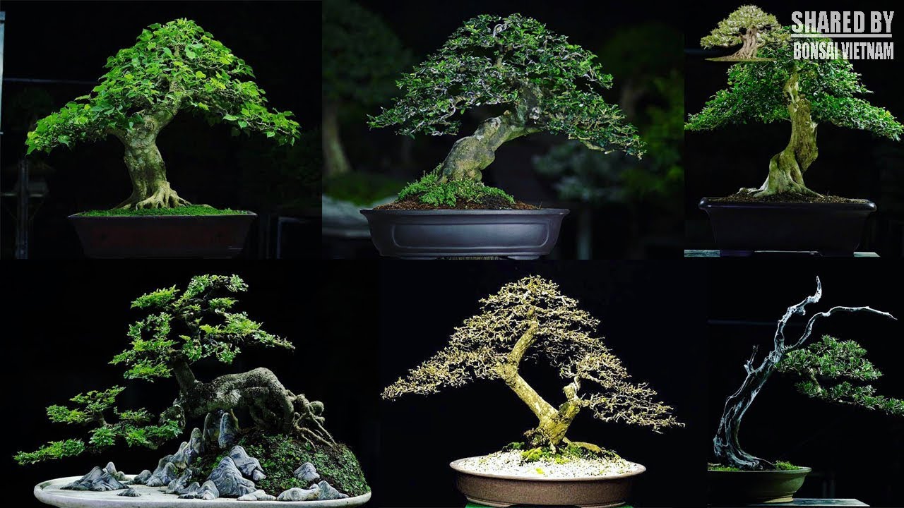 Bộ sưu tập Bonsai cá nhân của nghệ nhân Vĩnh Long