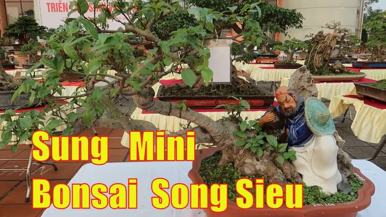 Cay Sung bonsai mini đẹp | Sung dáng song siêu triển lãm cây cảnh bắc ninh 2019 | Dang tien thuy