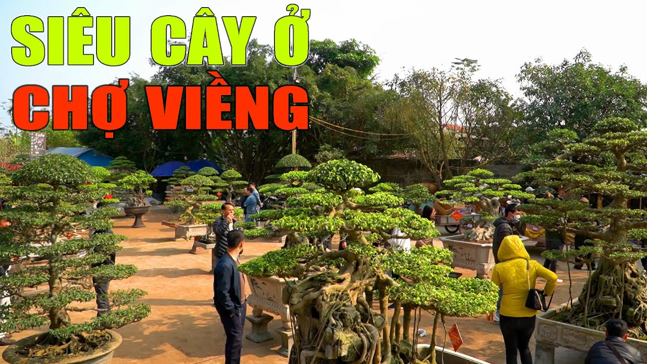 Chen nhau ngắm Siêu Cây cảnh trong triển lãm ở Chợ Viềng Nam Trực