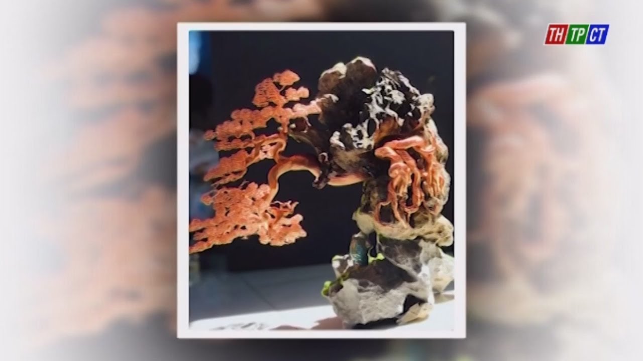 Chuyện quanh ta: “Hô biến” dây đồng thành tác phẩm bonsai nghệ thuật