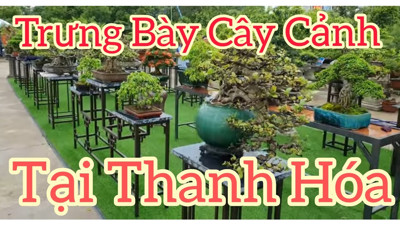 Chuẩn bị trưng bày Cây Cảnh tại Công Viên Hội An Thanh Hóa.